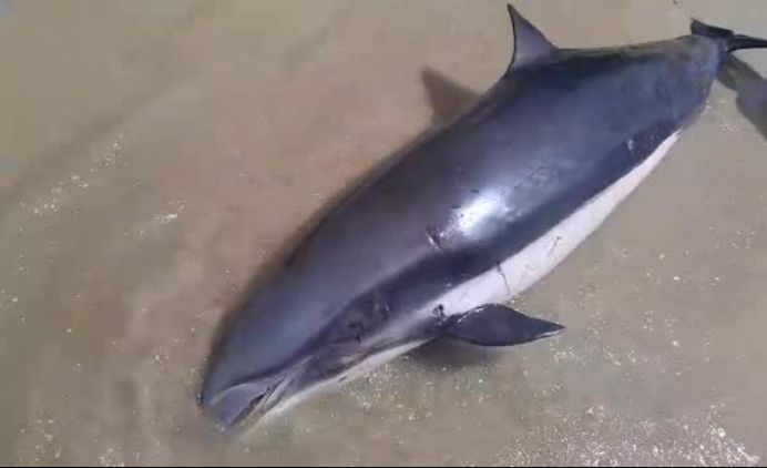 Golfinho é encontrado morto na Praia do Humaitá, em Colares (PA)
