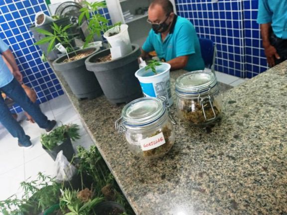 Assistente social é preso com plantação de maconha em casa