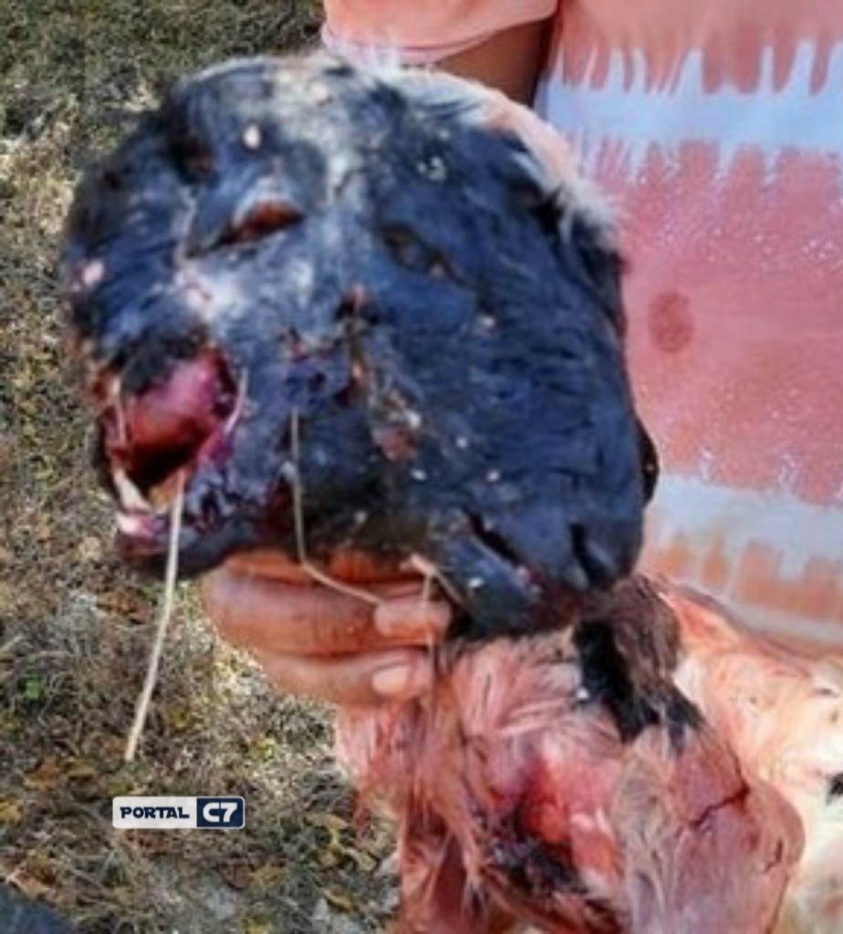 Cabrito nasce com duas cabeça e assusta moradores