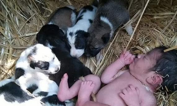 Recém-nascida abandonada sobrevive com ajuda de cachorros