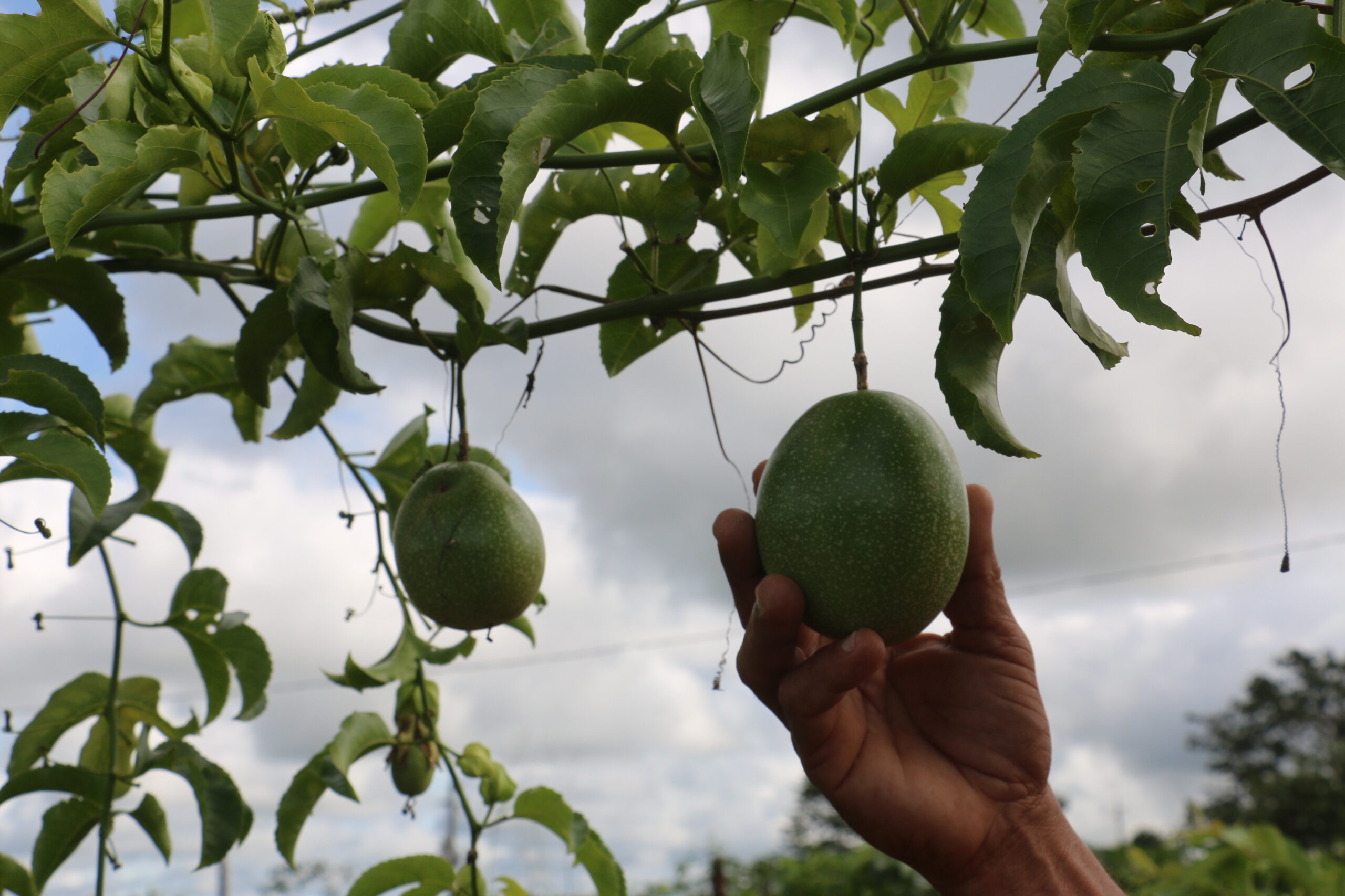 Inscrições para programa Empreendedores Prata da Casa seguem até 22 de julho