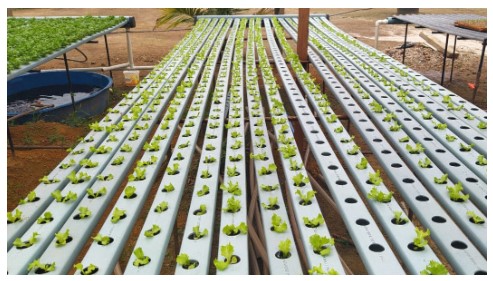 Hidroponia: cultivo de plantas sem o uso de solo está gerando renda