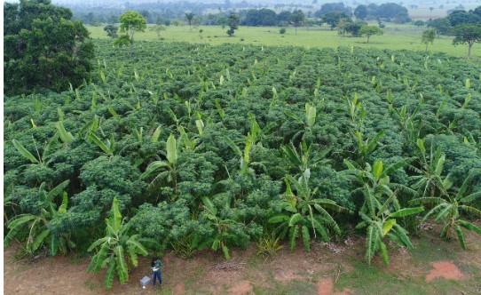Fundo Vale e KTPL lançam fundo de R$ 200 milhões destinados a investimentos em negócios de impacto positivo na floresta