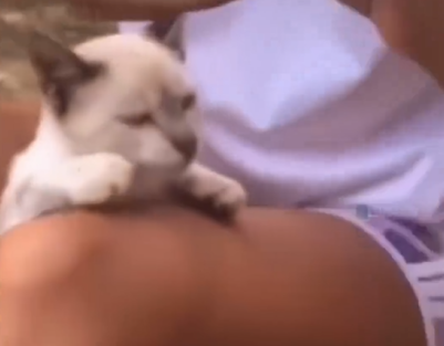Jovem força gato a engolir maconha, em Parauapebas; assista o vídeo