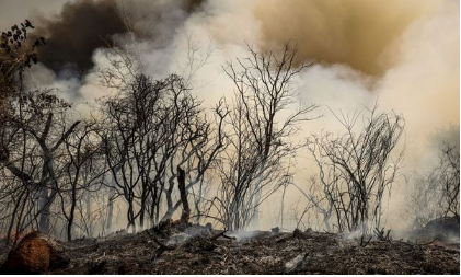 Combate ao incêndio na Floresta Nacional de Brasília enfrenta desafios em meio a seca severas e suspeitas de vandalismo