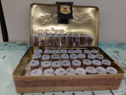 Tráfico de animais: 50 aranhas-caranguejeiras encontradas em carga na Bélgica