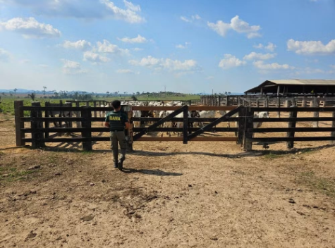 Ibama combate o desmatamento na Amazônia com apreensão de 8.854 cabeças de gado