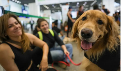 Governo Federal anuncia novas regras para transporte aéreo de animais domésticos