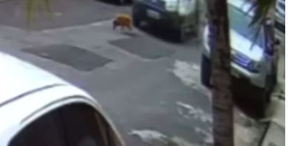 Vídeo: motorista esmaga cabeça de cachorro de propósito