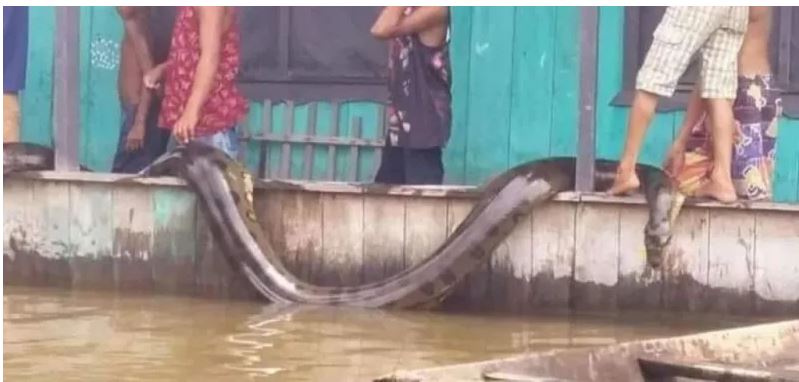 Família mata sucuri de 6 metros