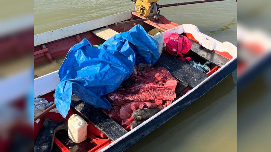 Quadrilha presa acusada de matar gado em fazenda no Pará