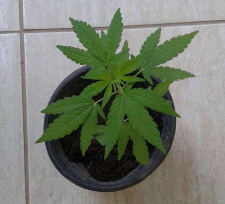 Jovem que cultivava maconha dentro de casa e preso em Parauapebas