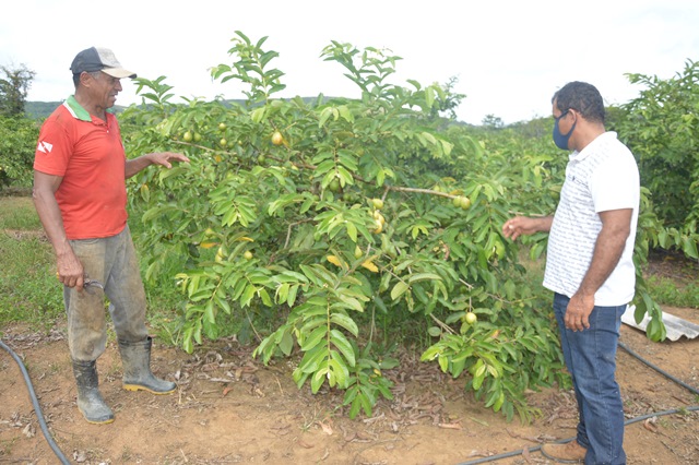 Cerca de 1.500 produtores rurais recebem apoio da prefeitura para a produção de frutas