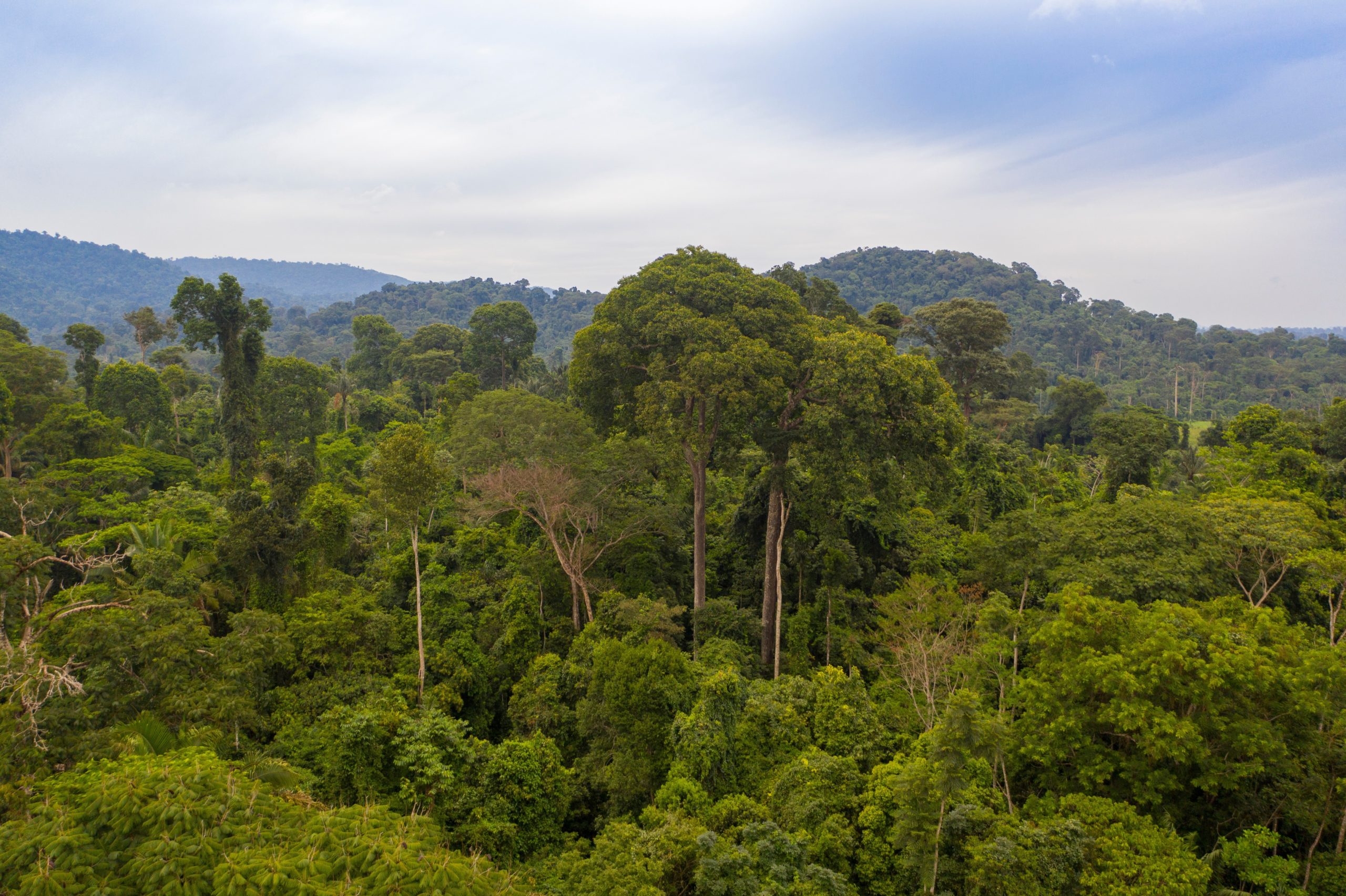 Pesquisadores fazem mapeamento do DNA da Amazônia na região de Carajás