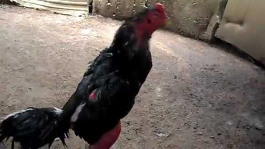 PM apreende galos usados em rinha