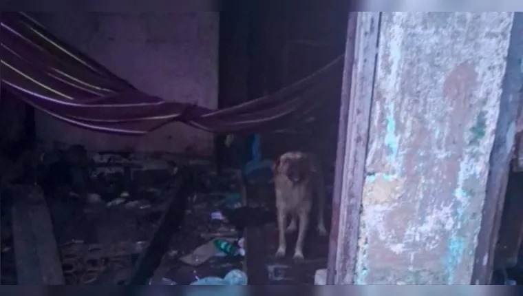 PC prende suspeito de maus-tratos a animais, ne Grande Belém