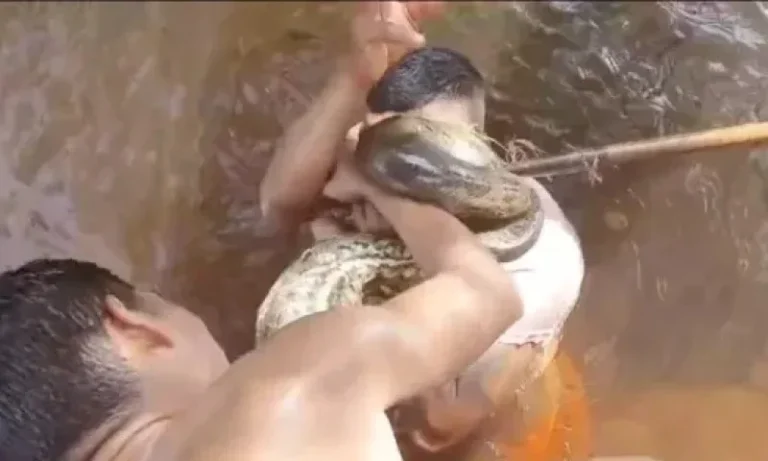 Vídeo: Homem morde sucuri para se livrar de ataque no Pará