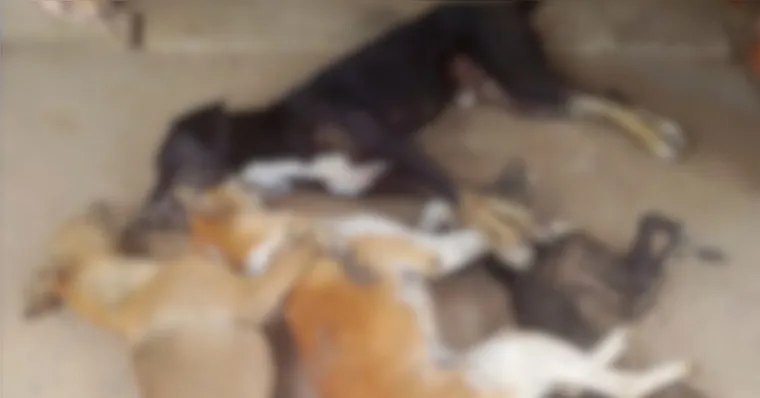 Polícia Civil investiga morte de oito cães por suspeita de envenenamento em Monte Alegre, no Pará