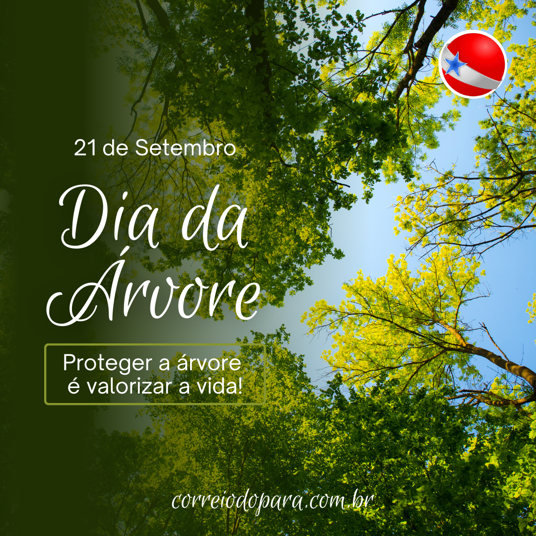 Hoje é o Dia da Árvore; entenda a importância da data