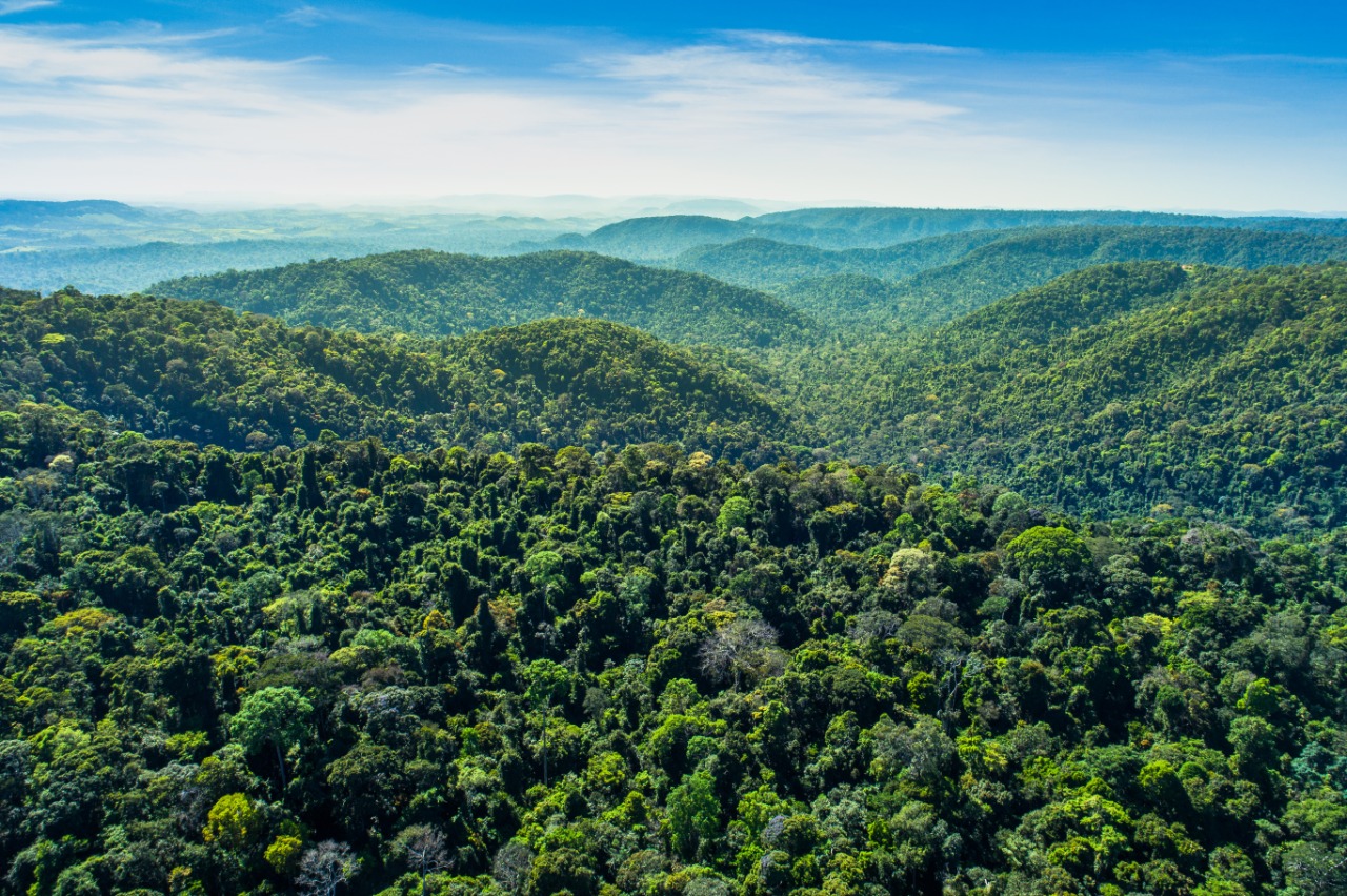 Dia da Amazônia: conheça as ações da Vale para a preservação do bioma brasileiro
