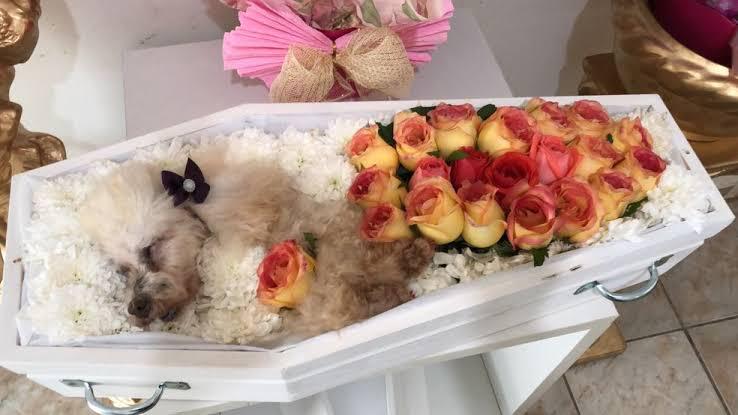 Ex-prefeito de Arari faz velório de cadela