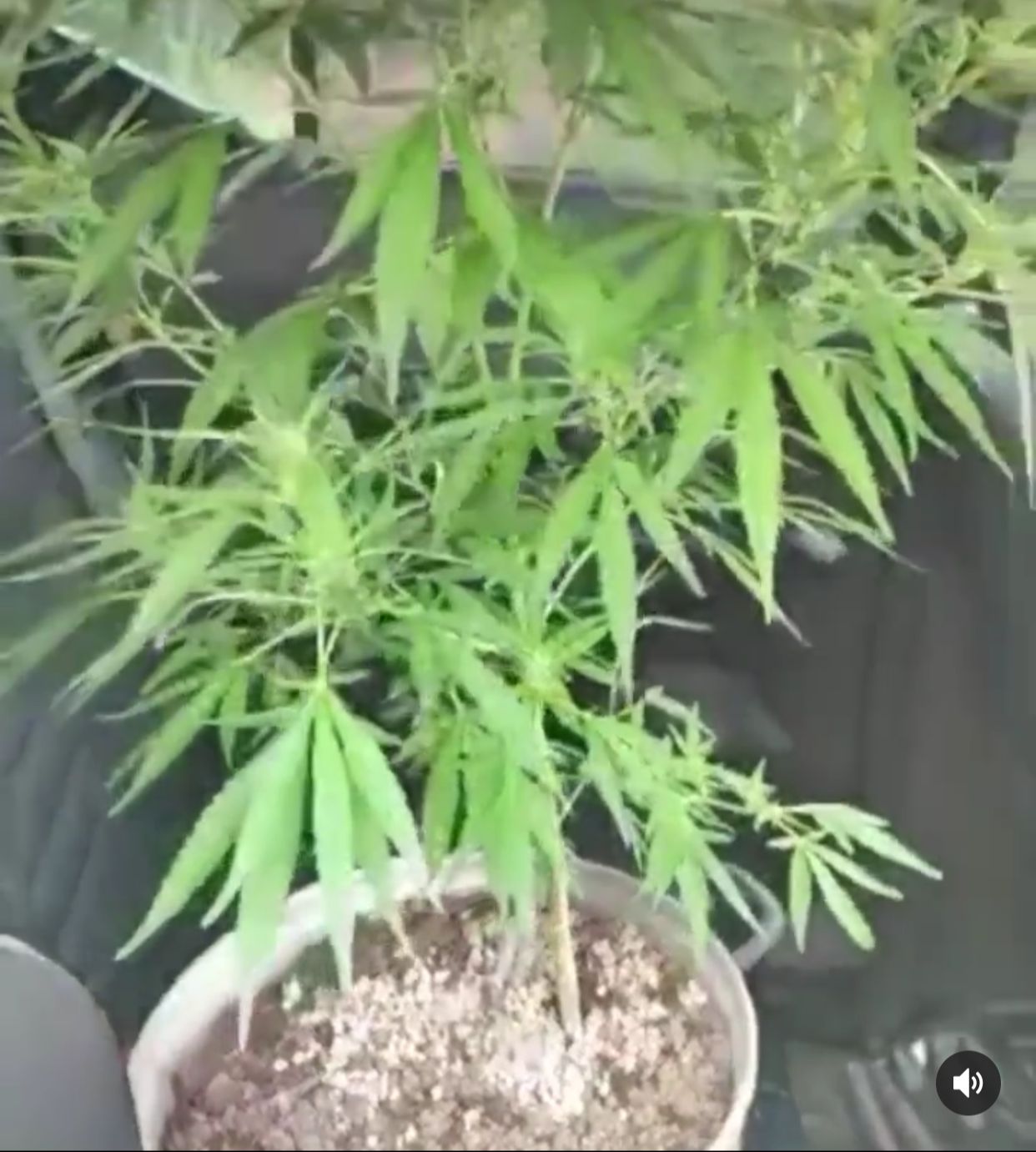 Plantação de maconha em frente escola de Parauapebas