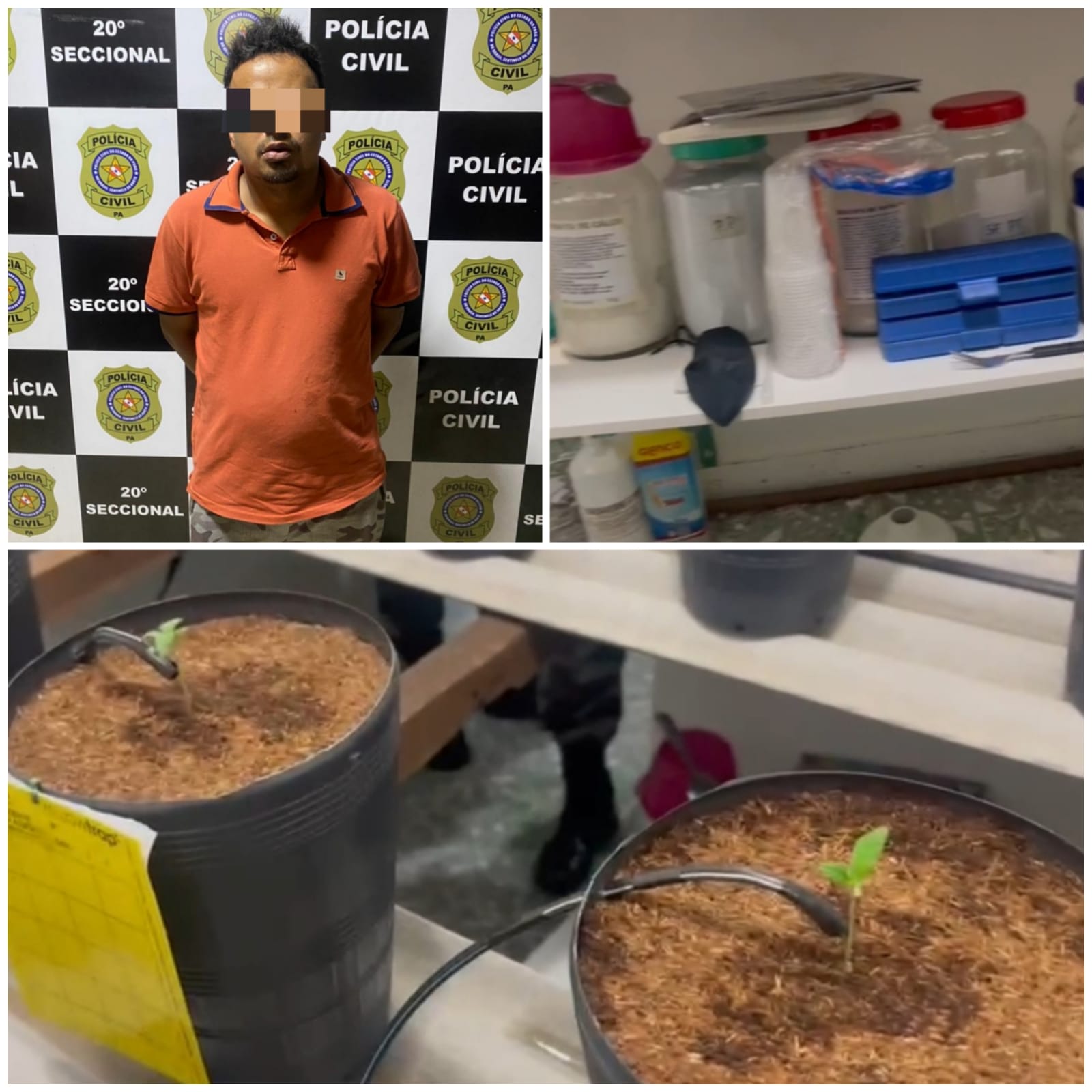 Plantação de maconha e laboratório são desmontados pela Polícia Militar em Parauapebas