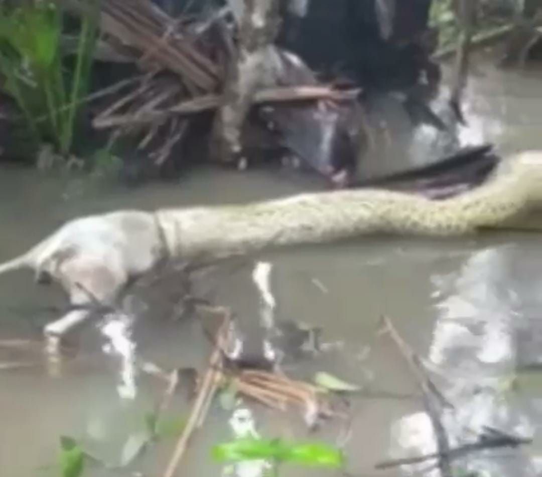 Sucuri tenta engolir cachorro e morre engasgada em Tocantins; confira o vídeo