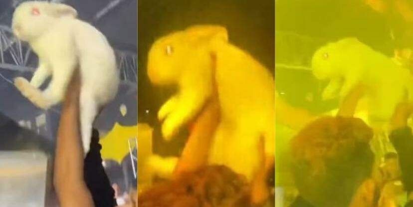 Coelho é levado para festa de aparelhagem, em Belém