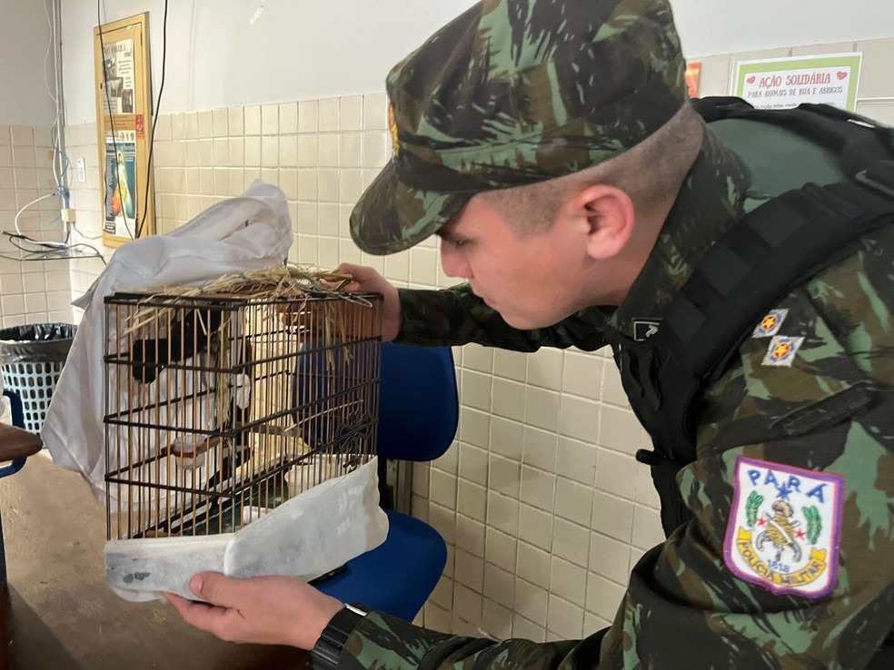 Polícia encontra 15 curiós mantidos ilegalmente em casa em Belém