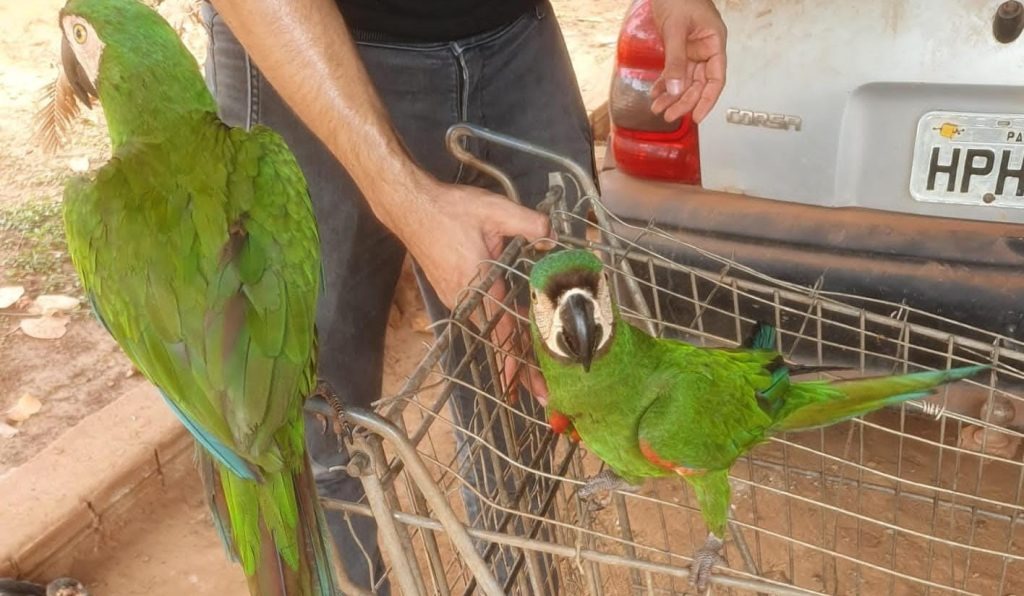 Araras são amarradas em carrinho de supermercado, em Parauapebas