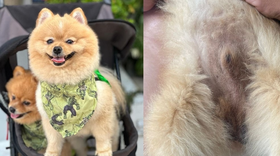 Hospedagem pet em Belém vira alvo da polícia após tutora receber cão ferido e outro morto