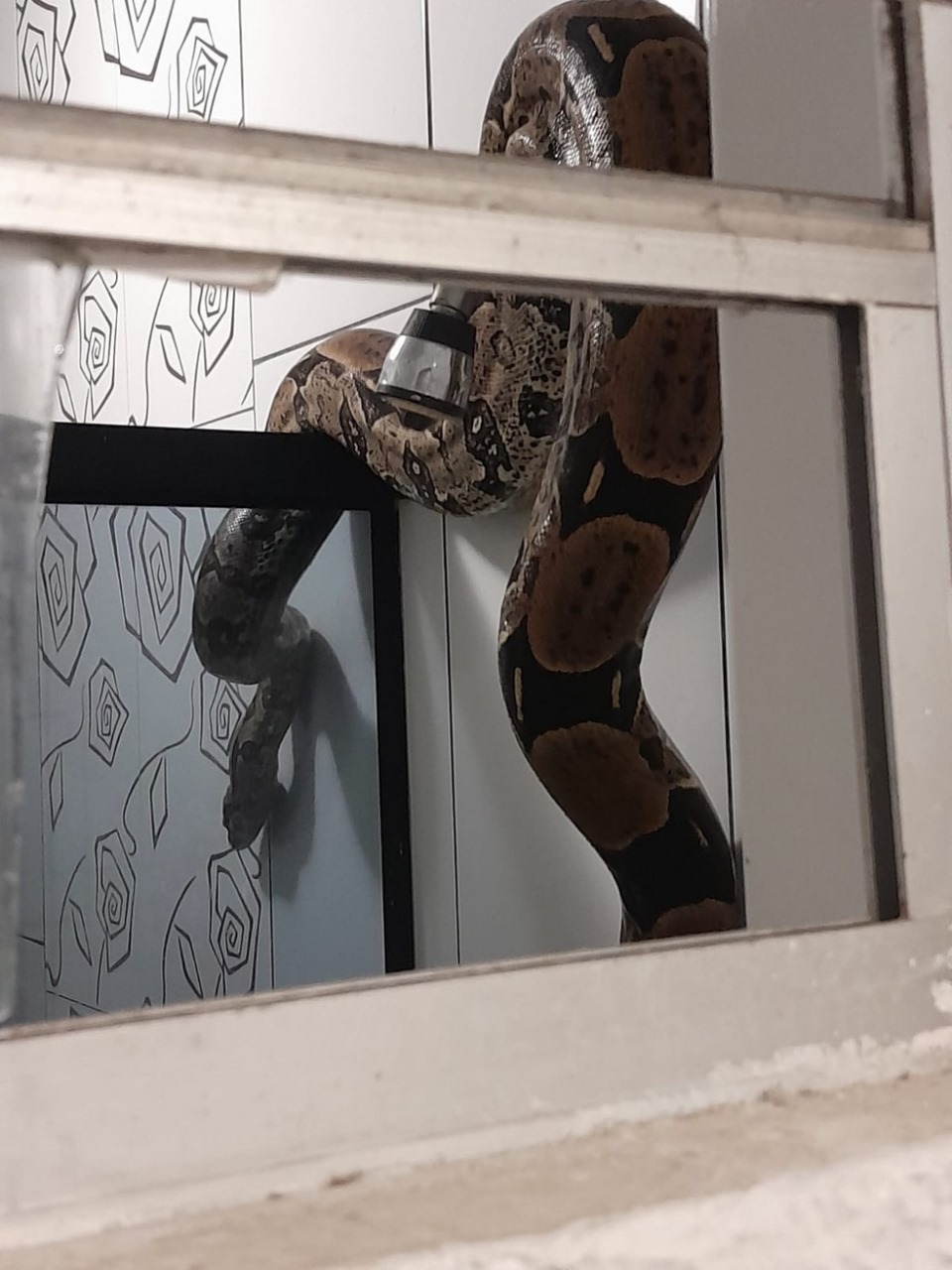 Jiboia é capturada pela polícia dentro de banheiro de residência em Belém; confira o vídeo
