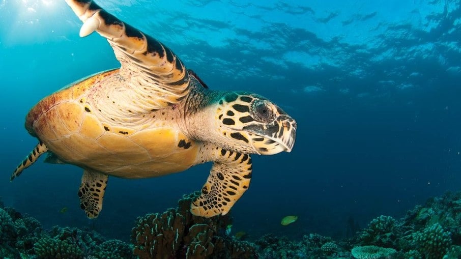 Quelonitoxismo: nove pessoas morrem por comer carne de tartaruga