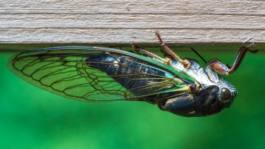 Fungo zumbi transforma cigarras em ‘saleiro da morte’
