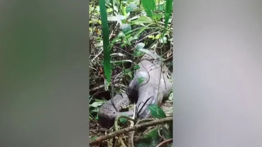Vídeo: Mulher é engolida por cobra píton de 5 metros na Indonésia