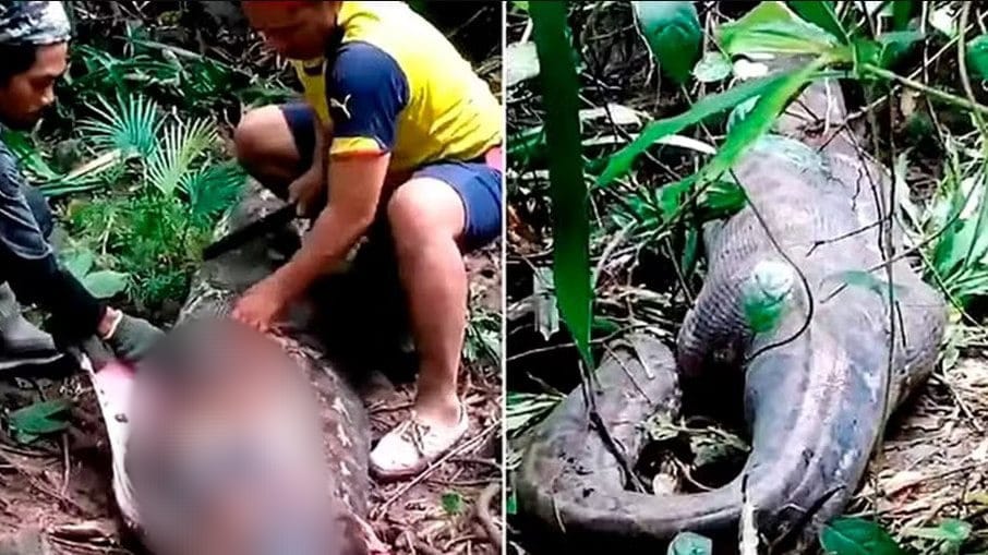 Mulher não sofreu ao ser morta por cobra píton de 6 metros