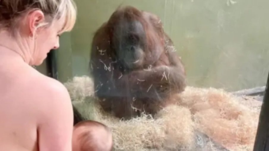 Mães se revezam em zoológico para ensinar orangotango a amamentar