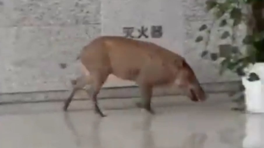 Javali invade estação de trem, assusta passageiros e dá drible em bombeiros