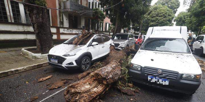 Árvore cai e atinge dois automóveis em Belém