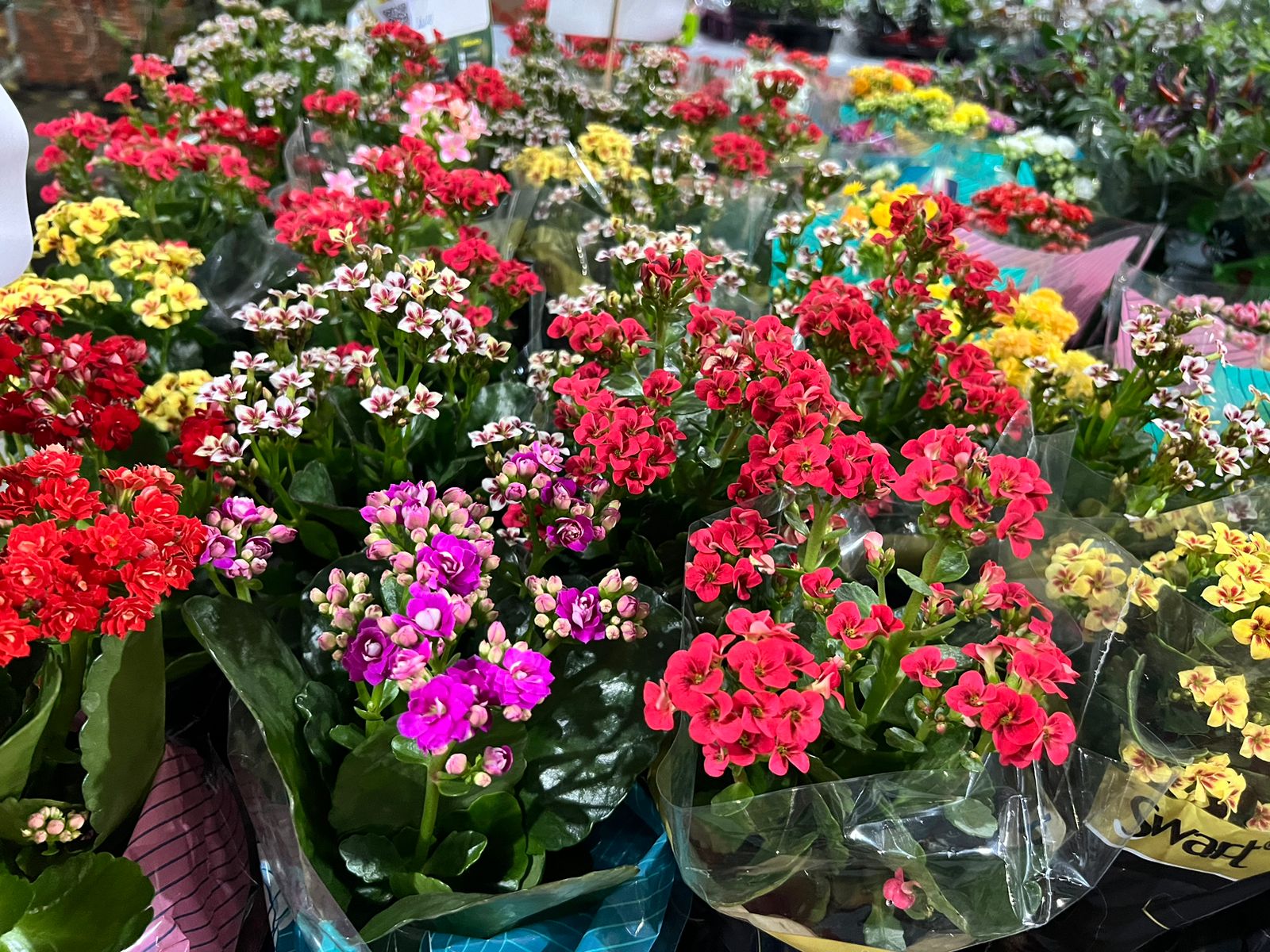 13ª edição do Festival das Flores será realizado em Parauapebas