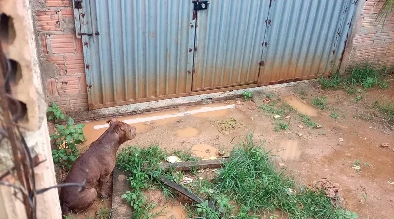 Em Parauapebas, criança atacada por pitbull é salva pelo pai