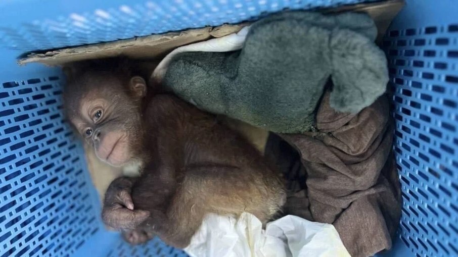 Homem é preso por contrabandear filhotes de orangotango