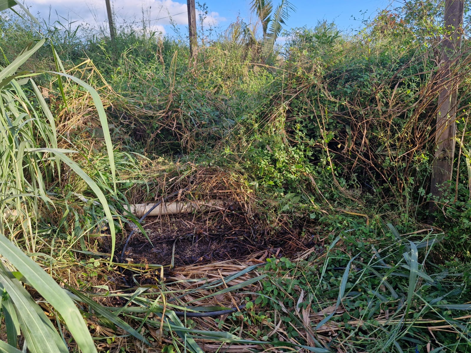 Parauapebas: Corpo de mulher é encontrado em estado de decomposição na zona rural