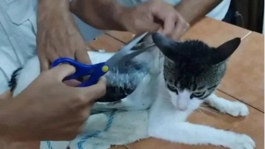 Gato entrega drogas em prisão e é capturado