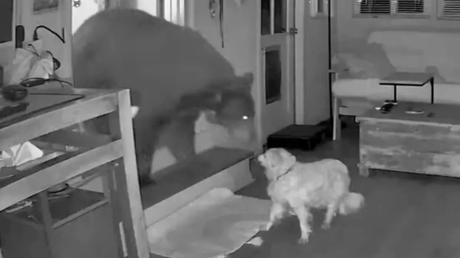 Cachorro idoso enfrenta urso que invadiu casa