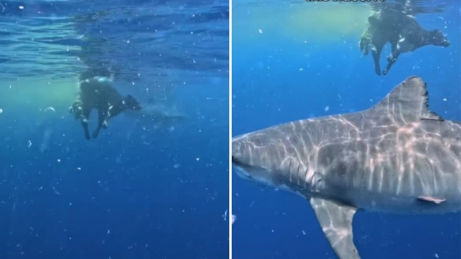 Vaca cai de morro e é devorada por tubarões