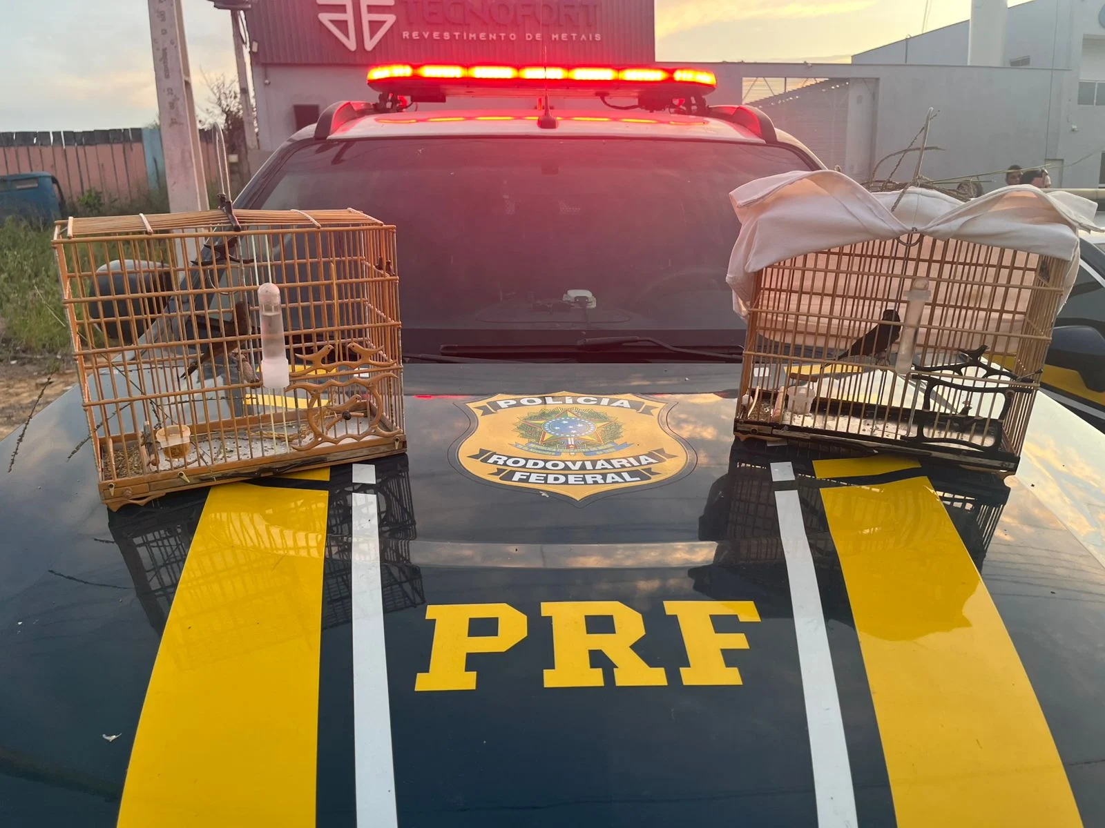 Fiscalização da PRF em Marabá resulta em apreensão de aves silvestres transportadas ilegalmente