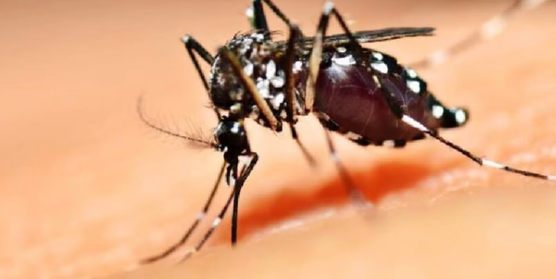 Brasil tem em média 5 milhões de casos prováveis de dengue