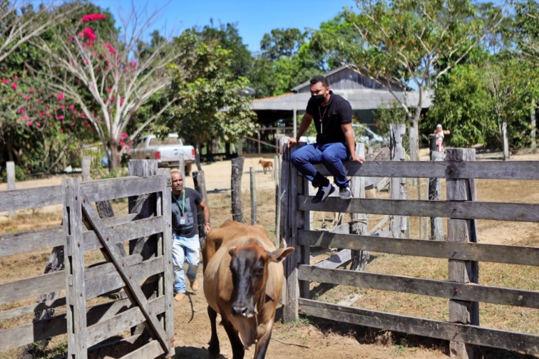 Prefeitura de Parauapebas disponibiliza veterinários 24 horas por dia a produtores